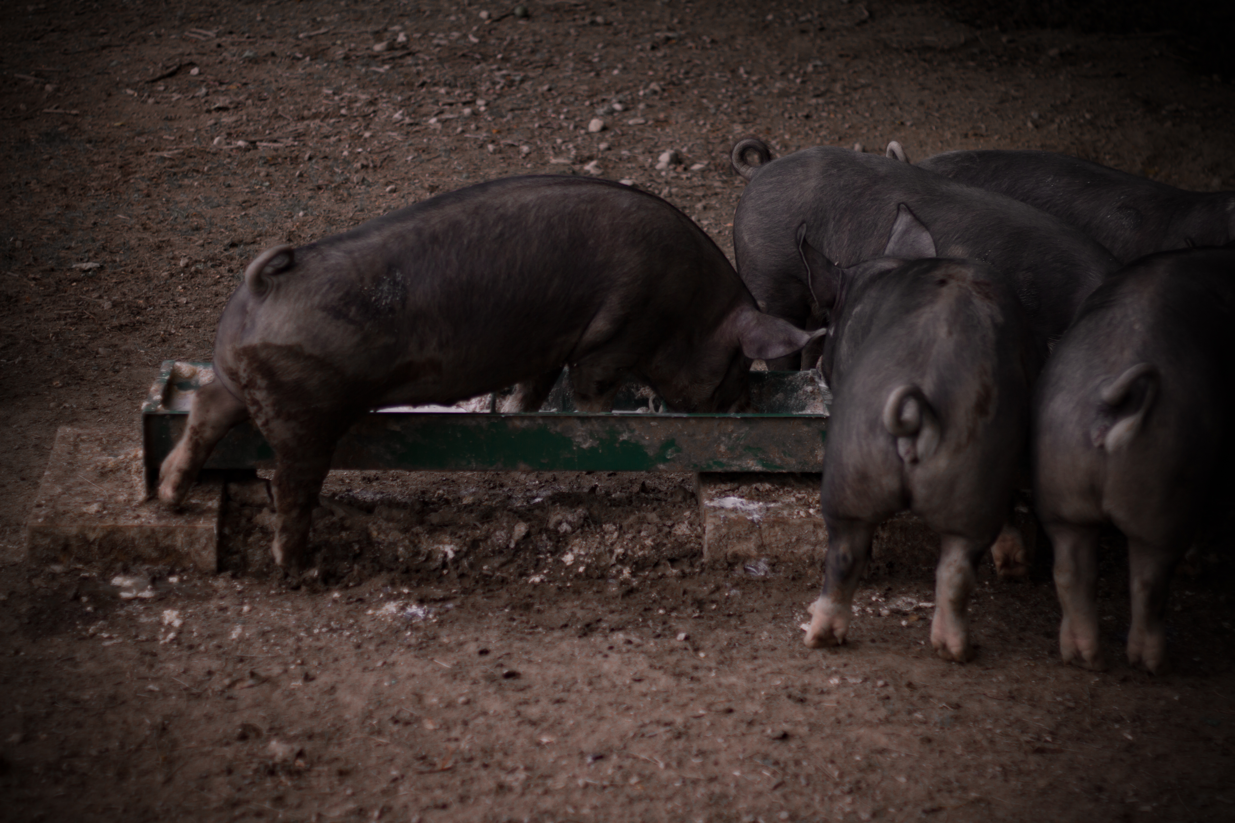 Pasture at ALL Family Farm
