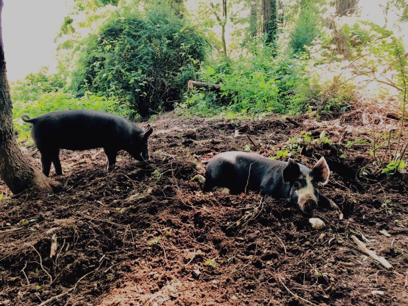 Berkshire pig