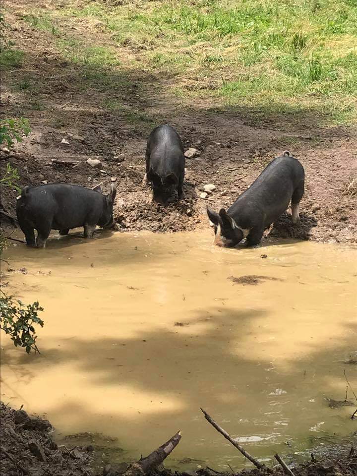 Pigs in the field